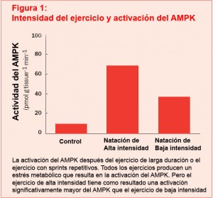 AMPK-activacion Activación AMPK según tipo de ejercicio