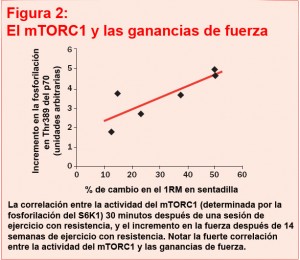 mTORC1 mTORC1 activación y ejercicio