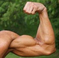 biceps-posando