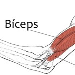 biceps y braquial